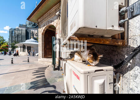 Un multi colore tabby randagi gatto mangia il cibo secco dietro un edificio nel quartiere di Sultanahmet di Istanbul, Turchia. Foto Stock