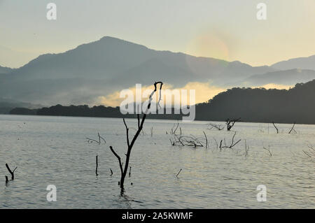 Lago Picachos offre grandi Bass pesca, bellissimi paesaggi come le montagne, inondati di legname, nebbia, e abbondante acqua uccelli come garzette. Foto Stock