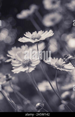 Lanceleaf Coreopsis fiori in stile scuro foto Foto Stock