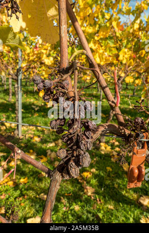 Le uve secche vino rosso sulla vite Foto Stock