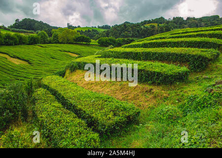 Cha Gorreana la piantagione di tè nell'isola di Sao Miguel, Azzorre, Portogallo Foto Stock