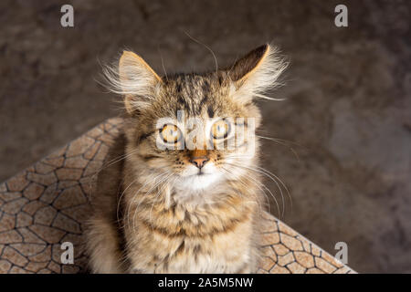 Ritratto di un giovane gatto con pelo lungo di colore marrone e grigio scuro su sfondo sfocato. Emozione di sorpresa e irritazione. spazio copia Foto Stock