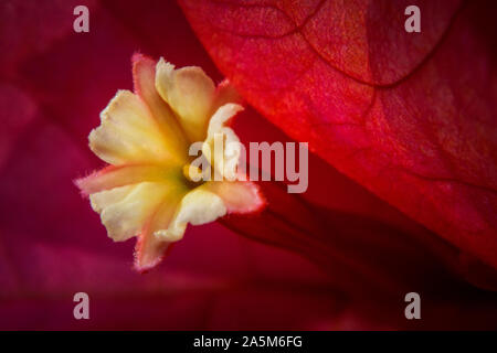 Riprese macro Bougainvillaea flower close-up Foto Stock