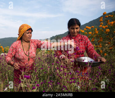 Bhaktapur, Nepal. Xxi oct, 2019. Le donne nepalesi pluck l'amaranto fiori per fare una ghirlanda per il prossimo festival Tihar è. Credito: SOPA Immagini/ZUMA filo/Alamy Live News Foto Stock