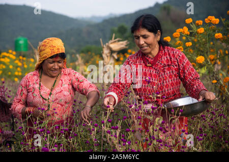 Bhaktapur, Nepal. Xxi oct, 2019. Le donne nepalesi pluck l'amaranto fiori per fare una ghirlanda per il prossimo festival Tihar è. Credito: SOPA Immagini/ZUMA filo/Alamy Live News Foto Stock