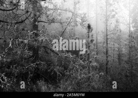 Alberi di pino nella nebbia su Teneriffe, Isole Canarie Foto Stock