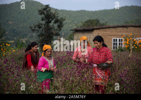 Bhaktapur, Nepal. Xxi oct, 2019. Un gruppo di donne nepalesi pluck l'amaranto fiori per fare una ghirlanda per il prossimo festival Tihar è. Credito: SOPA Immagini/ZUMA filo/Alamy Live News Foto Stock