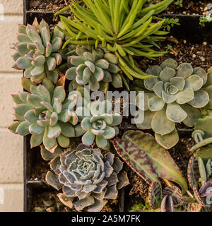 Succulente crescere insieme in piazza piantatrice Foto Stock