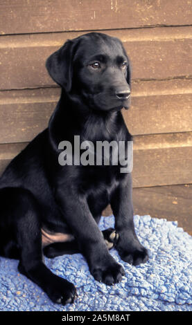 Il Labrador nero pup. Foto Stock