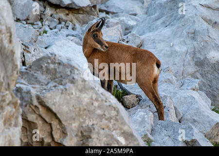 Rebeco, Rupicapra rupicapra, sulla collina rocciosa del Picos de Europa, Spagna. La scena della fauna selvatica in natura. Foto Stock