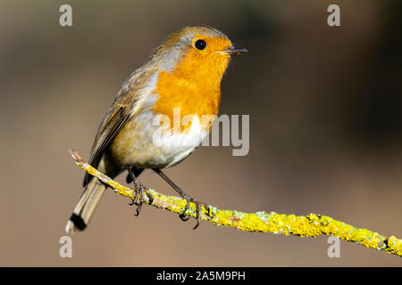 Unione robin (Erithacus rubecula). Ritratto dell'uccello appollaiato su un ramo. La natura selvaggia scena di vita. Spagna Foto Stock