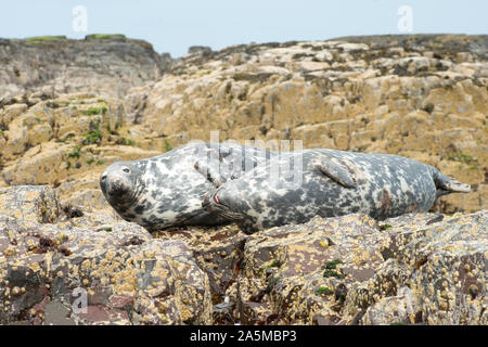 Le foche grigie in appoggio sulle rocce di farne delle isole. Northumberland, England, Regno Unito Foto Stock