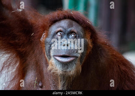 Ritratto di un bellissimo orangutan femmina Foto Stock