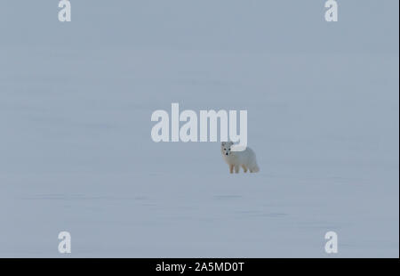 Volpe Artica, Vulpes lagopus, sulla neve. Foto Stock