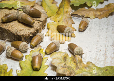 Autunno sfondo con ghiande e lascia in bianco sullo sfondo di legno. Close-up foto con messa a fuoco selettiva. Foto Stock
