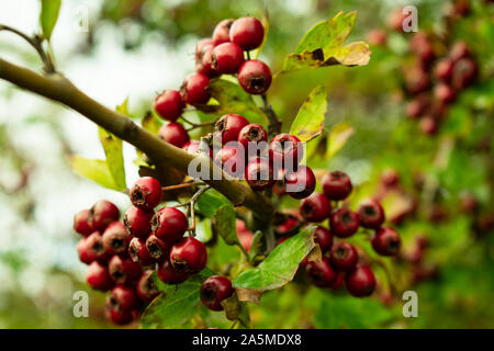 Cinese di bacche di biancospino Foto Stock