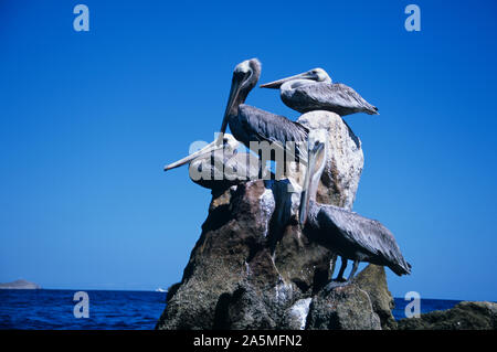 Messico- Pellicani sono un genere di grandi uccelli acquatici che compongono la famiglia Pelecanidae. Essi sono caratterizzati da un lungo becco e una grande sacca di gola. Foto Stock