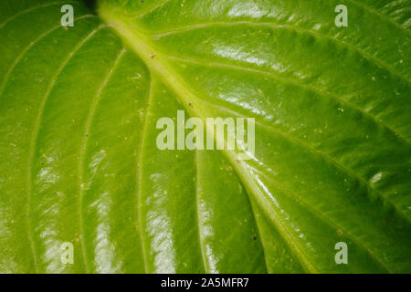 Verde brillante foglie macro sfondo texture Foto Stock
