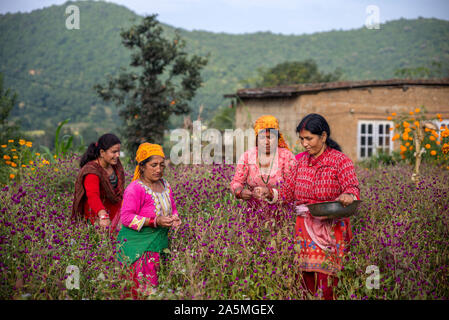 Un gruppo di donne nepalesi pluck l'amaranto fiori per fare una ghirlanda per il prossimo festival Tihar è. Foto Stock