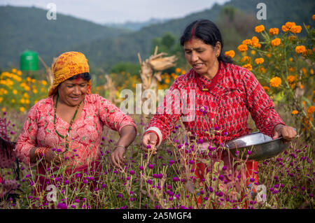 Le donne nepalesi pluck l'amaranto fiori per fare una ghirlanda per il prossimo festival Tihar è. Foto Stock