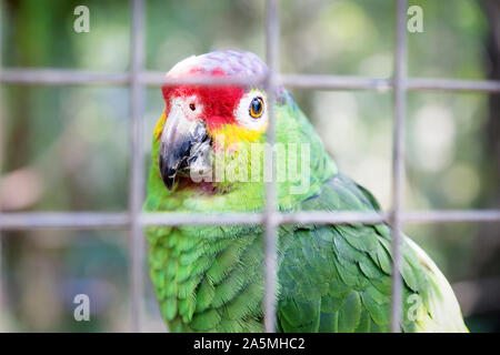 Felice cercando pappagallo colorato in una gabbia a Macaw Mountain Bird Park, Copan Ruinas, Honduras Foto Stock