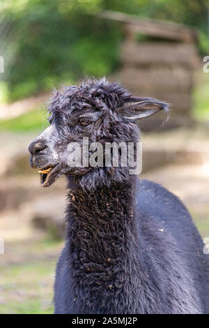 Nero divertente guardare alpaca Foto Stock