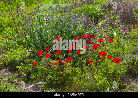 La molla di botanica con sfondo rosso fiori di anemone e fiori selvatici blu tra la rigogliosa crescita - la luce del tramonto Foto Stock