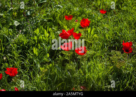 Primo piano sul rosso lucido anemone a fiori di campo tra erba verde Foto Stock