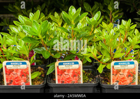 Giovani Rhododendron Azalea Geisha arancione di piante in 9cm vasi crescono su in autunno. Queste sono Aronense ibridi che sono un arbusto sempreverde e completamente hardy Foto Stock