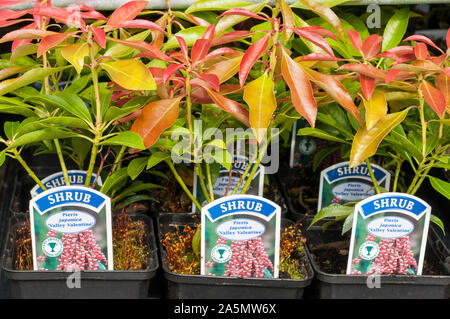 Giovani piante di Valentine della Valle di Pieris in vasi da 9cm pronti per Piantando su ha grappoli di fiori bianchi e rosa piccoli in primavera è un arbusto sempreverde Foto Stock