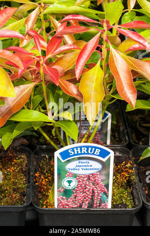 Piante giovani di Valentine della Valle di Pieris in vasi di 9cm pronti per piantare sopra. Ha grappoli di piccoli fiori rosa e bianchi in primavera è un arbusto sempreverde Foto Stock