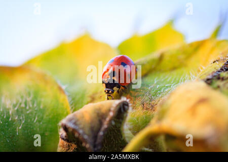 Macro di ladybug su una lama di erba del sole al mattino Foto Stock