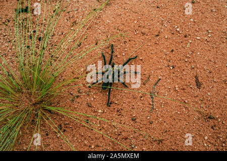 Paraguari Affitto, Paraguay. Il 15 aprile, 2006. Un wild spider (Acanthoscurria sp.) dalla famiglia Theraphosidae (tarantulas) crawl sul terreno accanto a un densetuft hairsedge (Bulbostylis capillaris), a.k.a. threadleaf beakseed sedge impianto, dopo la pioggia, Parque Nacional (Parco Nazionale) Ybycui, Paraguari Affitto Reparto, Paraguay. Foto Stock