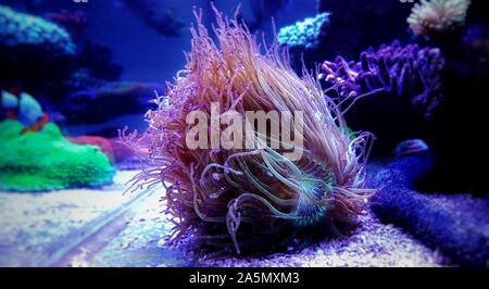 Chiedo eleganza corallo - Catalaphyllia jardinei Foto Stock