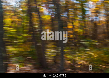Foresta e alberi Foto Stock