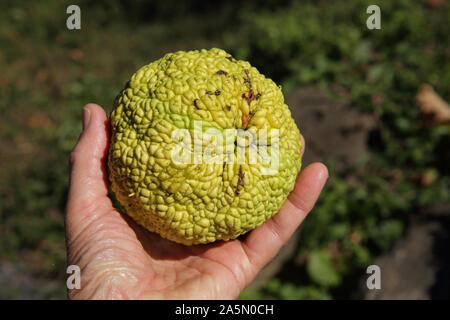 Mano che tiene una grande Osage orange frutta nome scientifico Maclura pomifera in autunno Foto Stock