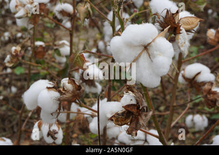 Close up di un cotone boll nel campo Foto Stock