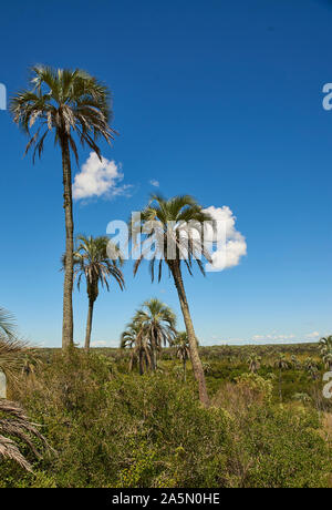 Consente di visualizzare in modo nativo foresta di palme in El Palmar - Parco nazionale Foto Stock