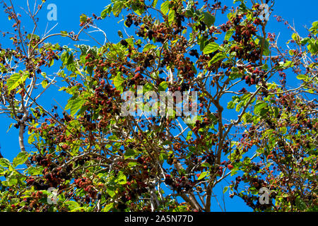 Morus alba Pendula piange il Gelso un piccolo e bellissimo albero con lunghi rami pendolari che sweep verso il suolo e produrre frutti dolci. Foto Stock