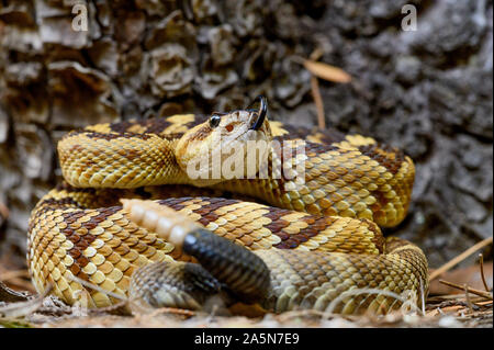 Western Black-tailed Rattlesnake, (Crotalus molossuss), Sonora, Messico. Foto Stock