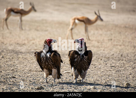 Una coppia di falda-di fronte gli avvoltoi nel sud della savana africana Foto Stock