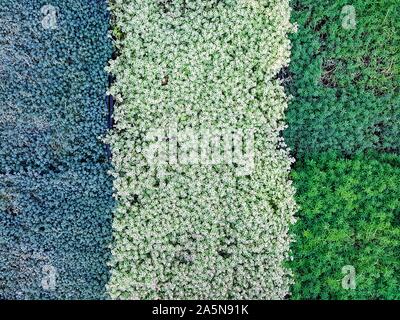 Vista superiore di Nizza e tessiturali verde e pulire le foglie di piante Foto Stock