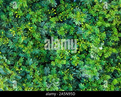 Vista superiore di Nizza e tessiturali verde e pulire le foglie di piante Foto Stock