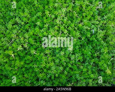 Vista superiore di Nizza e tessiturali verde e pulire le foglie di piante Foto Stock