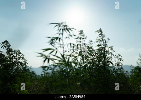 La marijuana o canabis sul campo ganja farm di erbacce di foglia di canapa medica piantagione di hash Foto Stock