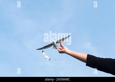 Primo piano immagine di una persona a mano in salita ad una alimentazione di un bellissimo feather seagull con cielo blu sullo sfondo Foto Stock