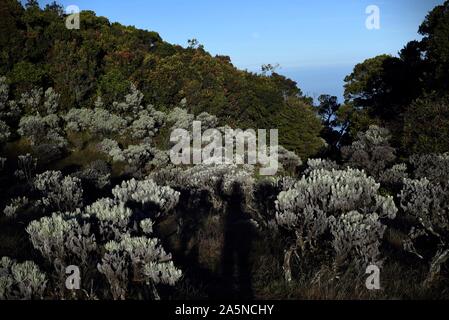 Edelweiss giavanese (Anaphalis javanica) a valle Mandalawangi, Mount Pangrango, Gede Pangrango National Park, Indonesia. Foto Stock