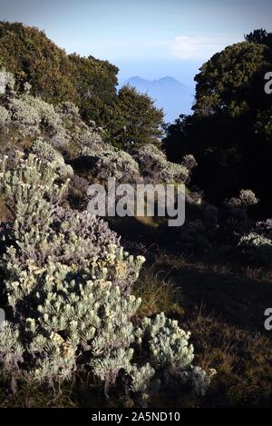 Montare Salak visto dalla valle Mandalawangi, Mount Pangrango, Gede Pangrango National Park, Indonesia. Foto Stock