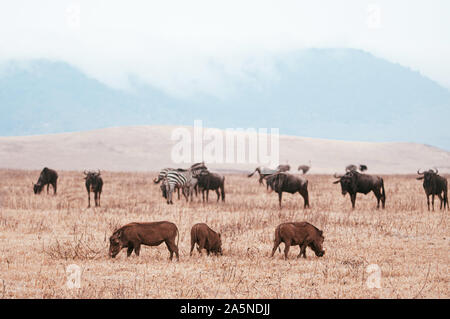 Bella facoceri gnu e zebra in golden campo di erba in Ngorongoro area consevation, Serengeti foresta di savana in Tanzania - safari Africano wi Foto Stock