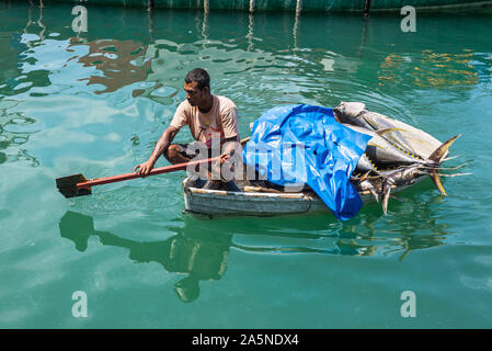 Maschio, Maldive - Novembre 17, 2017: Area del mercato del pesce fresco nel maschio, Maldive. Un pescatore è il trasporto di grandi di tonno fresco per la vendita a bordo di un piccolo battello Foto Stock